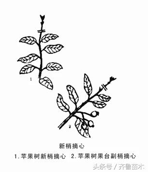 果树修剪技术管理方法（最全果树修剪技术及注意事项）(3)