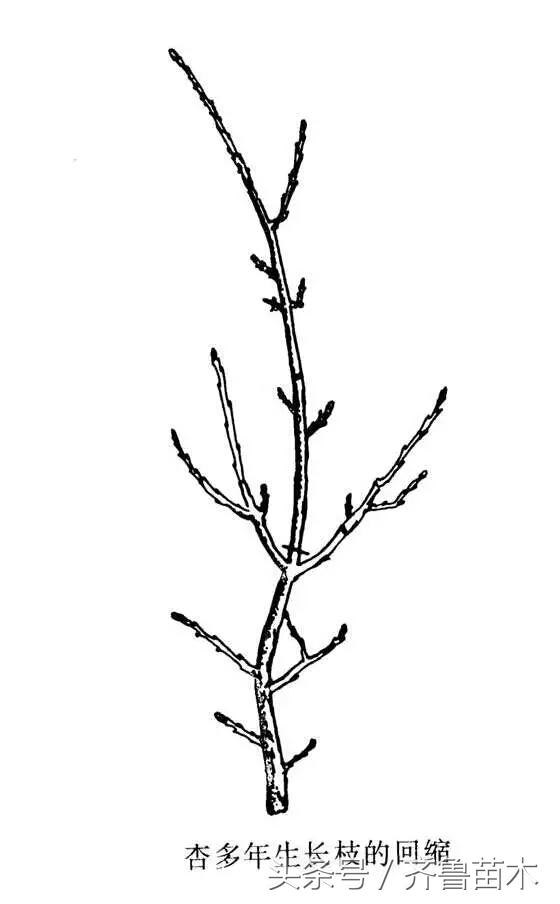 果树修剪技术管理方法（最全果树修剪技术及注意事项）(7)