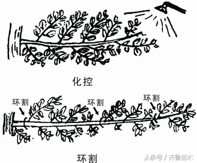 果树修剪技术管理方法（最全果树修剪技术及注意事项）(6)