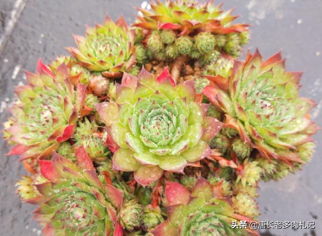 多肉观音莲的养殖方法（多肉观音莲和法师看似不沾边）(1)