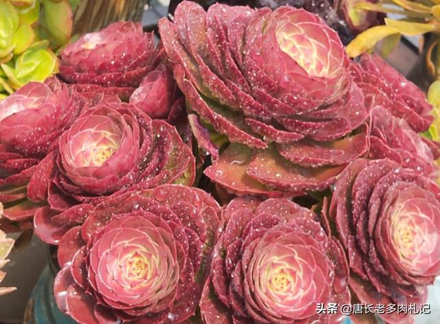 多肉观音莲的养殖方法（多肉观音莲和法师看似不沾边）(4)