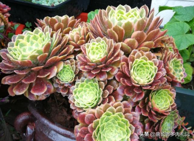 多肉观音莲的养殖方法（多肉观音莲和法师看似不沾边）(7)