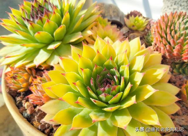 多肉观音莲的养殖方法（多肉观音莲和法师看似不沾边）(3)