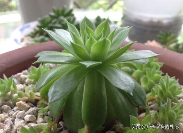 多肉观音莲的养殖方法（多肉观音莲和法师看似不沾边）(5)