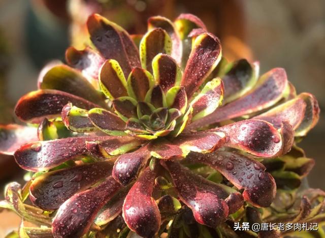 多肉观音莲的养殖方法（多肉观音莲和法师看似不沾边）(9)