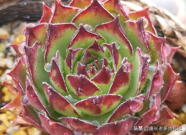 多肉观音莲的养殖方法（多肉观音莲和法师看似不沾边）(6)