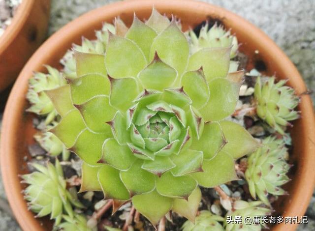 多肉观音莲的养殖方法（多肉观音莲和法师看似不沾边）(8)