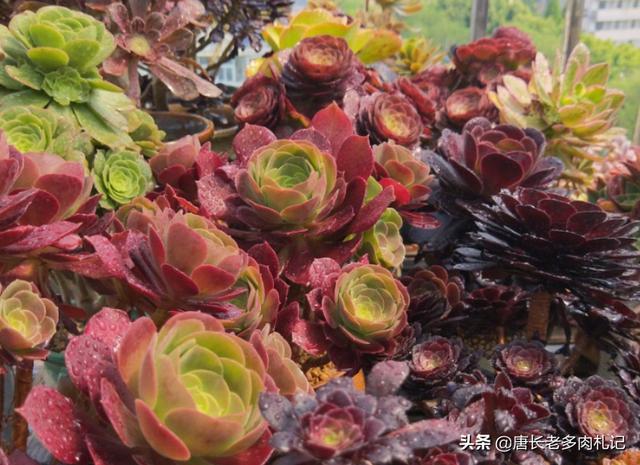 多肉观音莲的养殖方法（多肉观音莲和法师看似不沾边）(2)