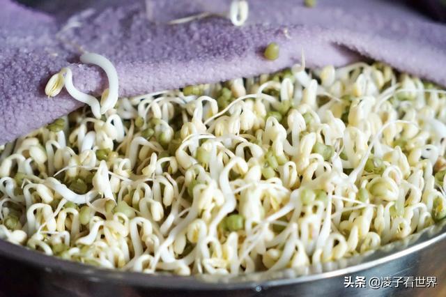 发豆芽方法与步骤（教你一分钟学会发豆芽）(3)