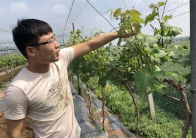 ​国外农村葡萄园（85后小伙儿在葡萄园里做时髦）