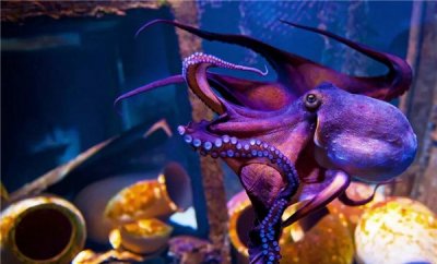 ​为什么说章鱼是四维的 章鱼是四维生物有科学根据吗