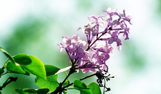 丁香花的颜色有哪些,丁香灰是什么颜色的图3