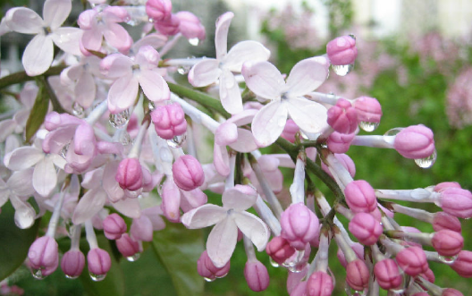 丁香花的颜色有哪些,丁香灰是什么颜色的图2