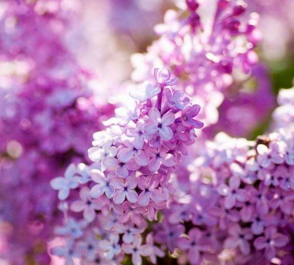 丁香花的颜色有哪些,丁香灰是什么颜色的图7