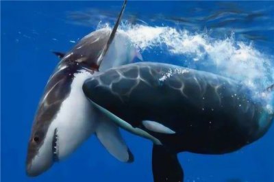 ​虎鲸为什么怕座头鲸 虎鲸怕座头鲸缘故是什么