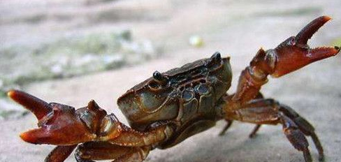 活螃蟹可以冷冻,活螃蟹可以放在冰冻里面保存吗图3