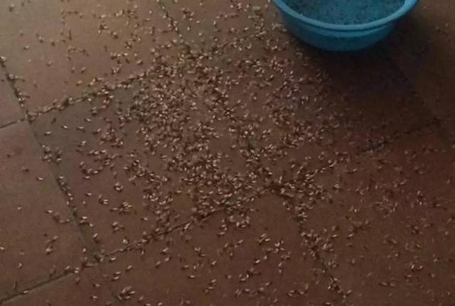怎么防治白蚁最有效的方法(涨姿势白蚁肆虐如何消灭)(3)