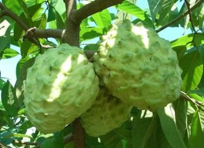 ​佩洛西窜台引发巨大争议（佩洛西窜台开启新一轮）