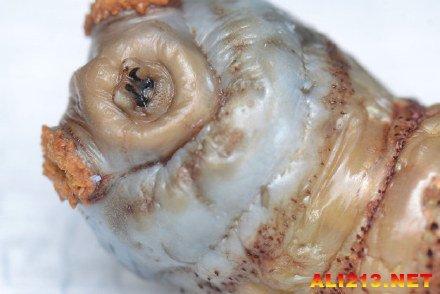 六种寄生虫多的食物（生活中最常见的26种恶心的寄生虫）(26)