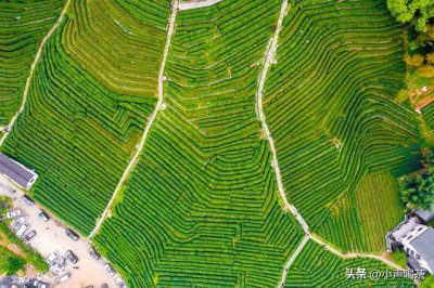 ​西湖龙井茶叶图解（一文了解西湖龙井）