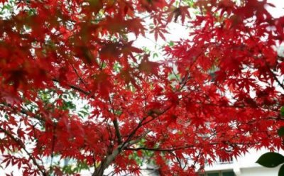 ​后汉书班梁列传  后汉书班梁列传原文