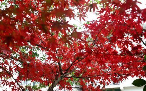 后汉书班梁列传 后汉书班梁列传原文-第1张图片-