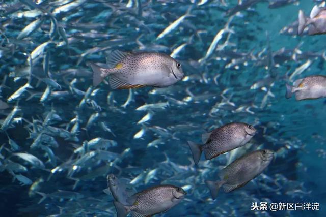 白洋淀事件之一（白洋淀水村泥李庄）(6)