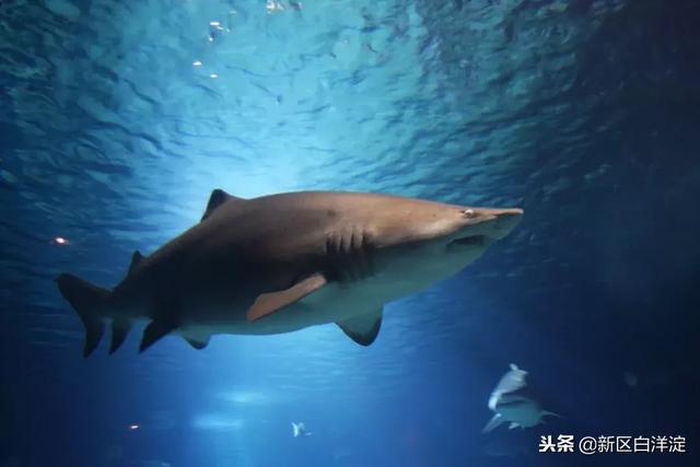 白洋淀事件之一（白洋淀水村泥李庄）(7)