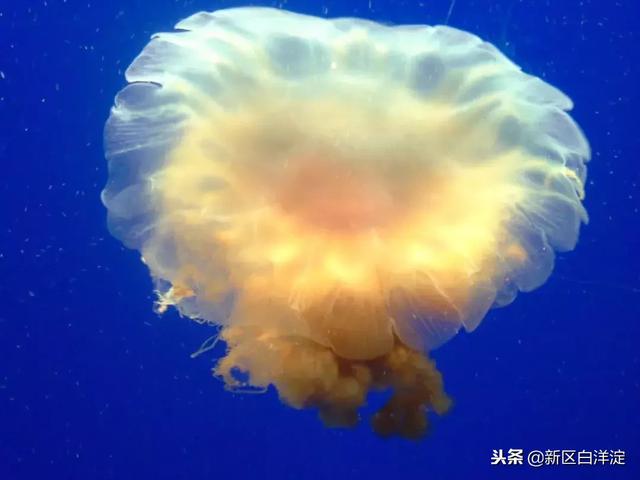 白洋淀事件之一（白洋淀水村泥李庄）(9)