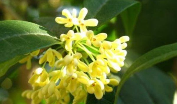 新鲜桂花怎么处理,怎样处理新鲜桂花都能吃吗图9