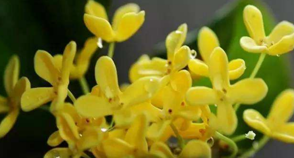 新鲜桂花怎么处理,怎样处理新鲜桂花都能吃吗图6