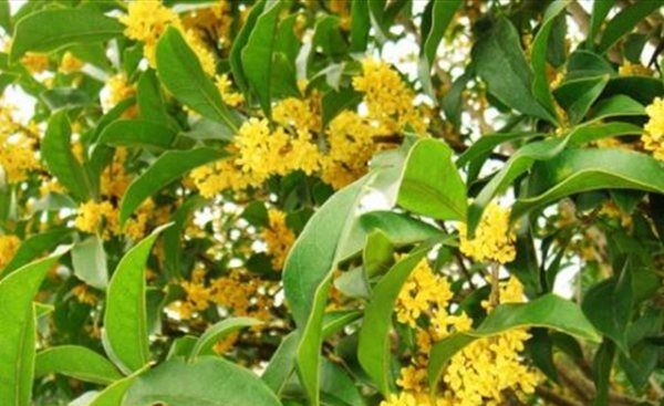 新鲜桂花怎么处理,怎样处理新鲜桂花都能吃吗图8