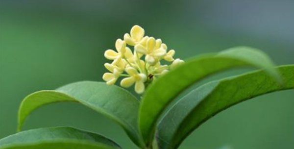 新鲜桂花怎么处理,怎样处理新鲜桂花都能吃吗图11