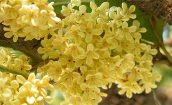 新鲜桂花怎么处理,怎样处理新鲜桂花都能吃吗图7