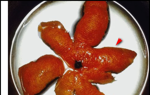 桔皮怎么做成陈皮,如何把桔子皮做成陈皮图21