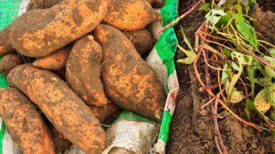 ​地瓜品种，地瓜新品种有哪些？