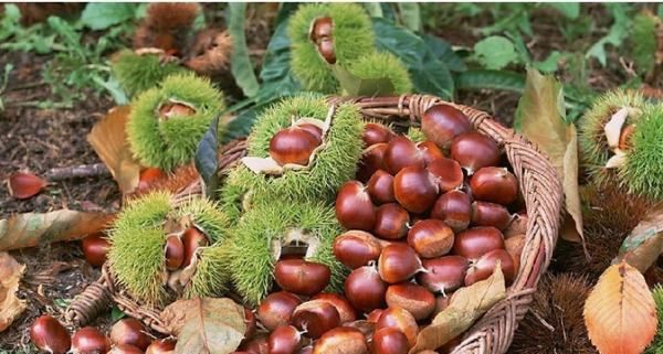 坚果类食物有哪些,什么叫坚果类食品图3