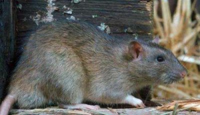 ​老鼠为什么怕光,老鼠为什么见不得光
