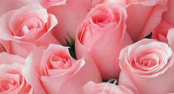 粉红色玫瑰代表什么,粉色玫瑰花代表什么意思啊图4