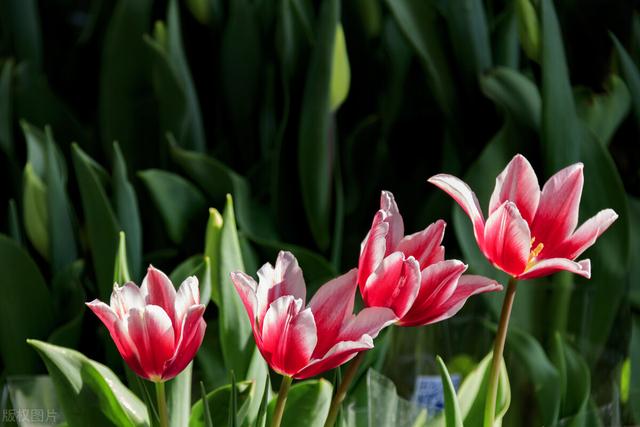 亲爱的你到底在哪里我好想你句子(亲爱的我爱你千言万语汇成一句)(2)