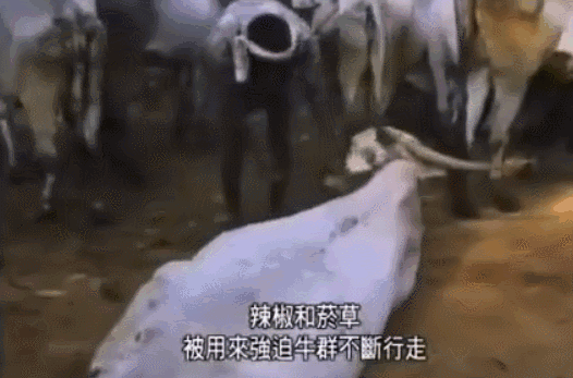 太奇葩！乌克兰绑匪劫持公交发起枪战，只为逼总统录小视频？