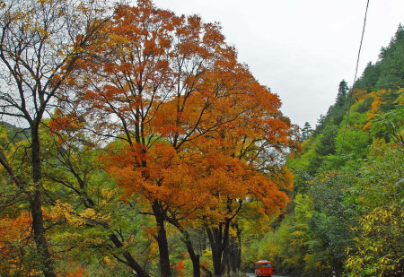 鲁智深的故事情节概括50字,鲁智深大闹野猪林故事情节概括50字图2