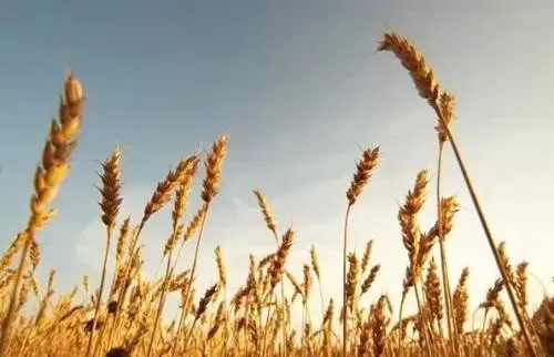 四种粮食作物分别是什么,主要的四种粮食作物是什么图3