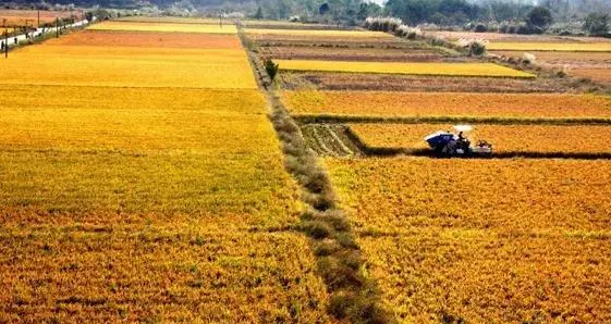 四种粮食作物分别是什么,主要的四种粮食作物是什么图2