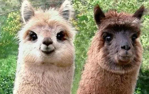 羊驼为什么叫草泥马,羊驼有什么别称图4