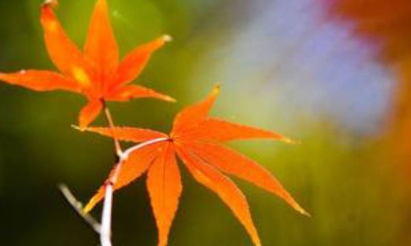 幼儿园开学寄语简短的,幼儿园开学寄语简短 愿你在新的学期中不断进步英语图2