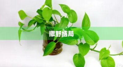 ​撒野结局(撒野谁是攻)