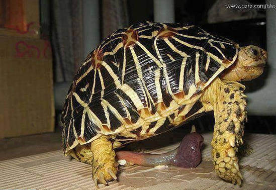 那些动物界里千奇百怪的丁丁，外形奇诡尺寸惊人