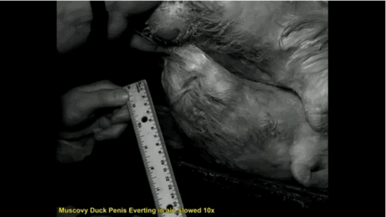 那些动物界里千奇百怪的丁丁，外形奇诡尺寸惊人