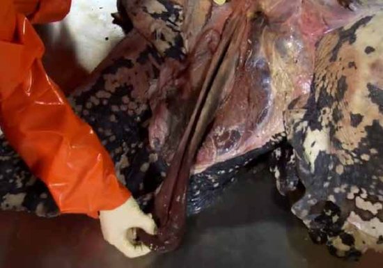 那些动物界里千奇百怪的丁丁，外形奇诡尺寸惊人